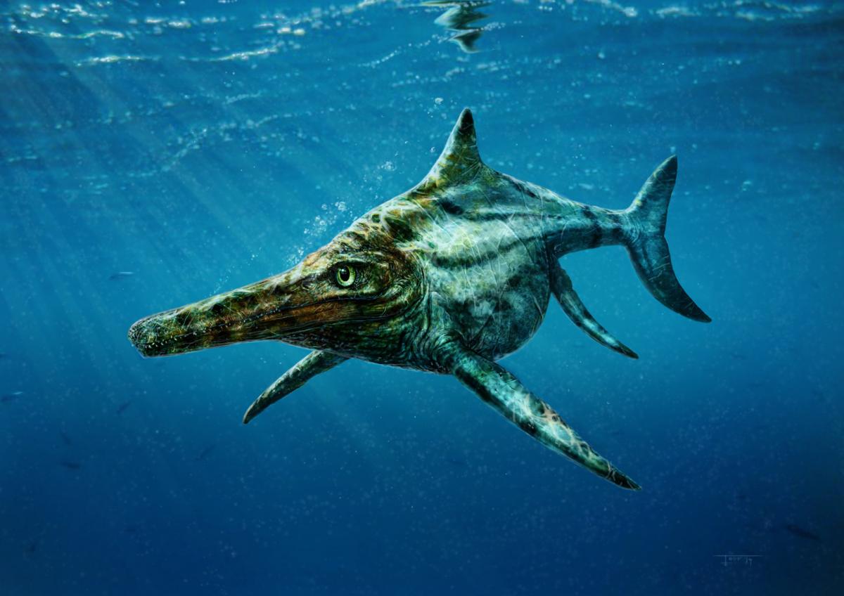 Scotland's Top 10 Dinosaur and Fossil Discoveries Paleontology World